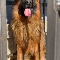 سگ ژرمن شپرد نر