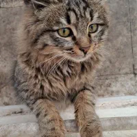 واگذاری رایگان گربه