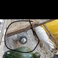 کفتر قلاقی