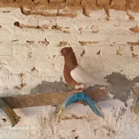 کبوتر کله ای|پرنده|دزفول, |دیوار