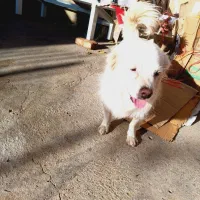 به فروش می‌رسد|سگ|شاهین دژ, |دیوار