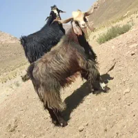 چبش ،کهره
