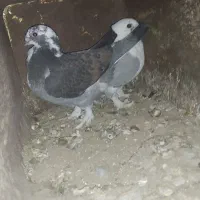 مجسمه کبوتر