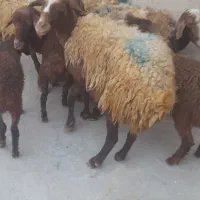 میش و بره