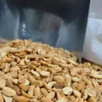 بادام زمینی تازه درجه یک