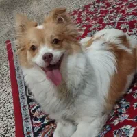 پامر روباهی|سگ|نهاوند, |دیوار