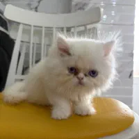 فروش گربه پرشین|گربه|لاهیجان, شهید آوینی|دیوار