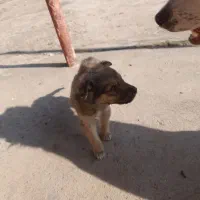 توله سگ|سگ|لاهیجان, بازکیاگوراب|دیوار