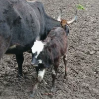 گاو چالوسی با گوساله