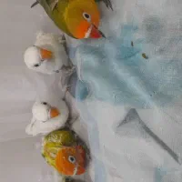 کوتوله عروس هلندی طوطی ملنگو قناری|پرنده|مشهد, خواجه ربیع|دیوار