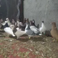 کبوتر رنگی سی تا جفتی وپرشی