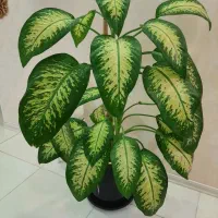 دیفین باخیا غول پیکر دراسنا سانسوریا