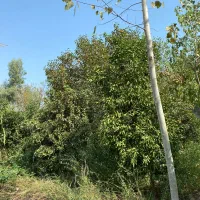 ۲۸۰۰متر باغ با ۳۴۰متر ویلای نیمه ساز|فروش خانه و ویلا|تهران, زعفرانیه|دیوار