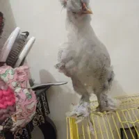 فروش خروس سلطان|حیوانات مزرعه|سمنان, |دیوار