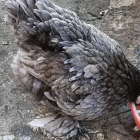 مرغ خروس بلک و بلو جوان