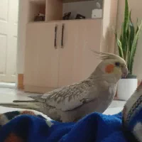 عروس هلندی گمشده شده