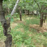 فروش-باغ-بارور-گیلاس-و-گردو-در-لواسان-460-متر