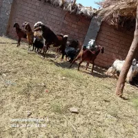 گوسفند رشتی