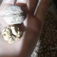 گردو
