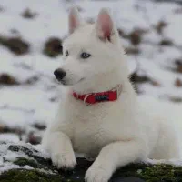 توله هاسکی ۵ ماه رایگان|سگ|کرج, باغستان|دیوار