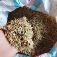 خار شتری میخواهی بیا