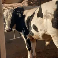 گوساله قسابی|حیوانات مزرعه|اسفراین, |دیوار