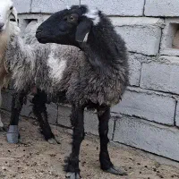 گوسفند چاق