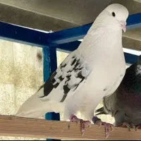 Tabriz Pigeon