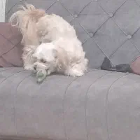 سگ شیتزو فلت|سگ|مشهد, یاس|دیوار