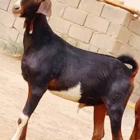 کعر نره چاق