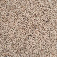 کنجد ارده گیری ،کنجد قنادی ،کنجد روغنگیری