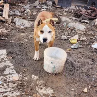 سگ پیتبول و سیره قناری