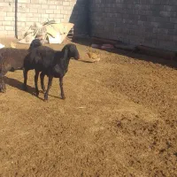 سلام تعداد۲۰راس بره فروشی