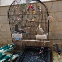 مرغ مینا و دوعدد عروس مرغ مینا سخن گو|پرنده|قم, شهرک مهدیه (مدرس)|دیوار