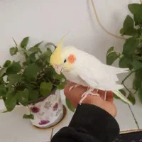 جفت عروس هلندی