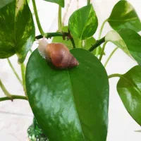 حلزون آچاتینا آلبینو|خزنده|مرودشت, علیآباد|دیوار