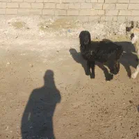 بره|حیوانات مزرعه|مسجد سلیمان, |دیوار