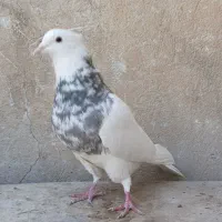 کبوتر طوقی زرین|پرنده|شاهین‌شهر, عطار|دیوار
