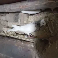 طوقی|پرنده|شراء, |دیوار