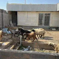 قوچ / میش / بره چتری / کهره / بز|حیوانات مزرعه|شیراز, شهرک فرزانگان|دیوار