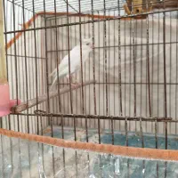 قناری نر رسمی بلند مست