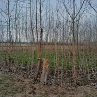 زمین-باغی-نقد-واقساط