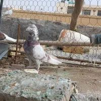 کبوتر دمگیر و سرخ تهرانی