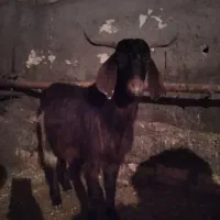 بزگاله نر پرگوشت هم واسه دامازدخ خوبه|حیوانات مزرعه|مشگین شهر, |دیوار