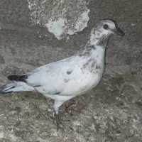 کبوتر کفتر جوجه|پرنده|صومعه‌سرا, |دیوار