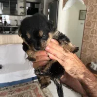 توله روتوایلر