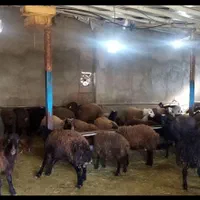 گوسفندزنده همراه با قصاب|حیوانات مزرعه|کرج, محمود آباد|دیوار