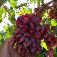 انواع نهال انگور پر ریشه|خدمات باغبانی و درختکاری|فسا, |دیوار