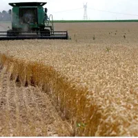 زمین کشاورزی دیم با موقعیت