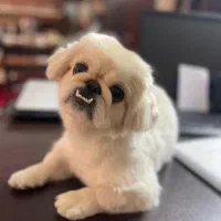 سگ امپریال پیکینیز